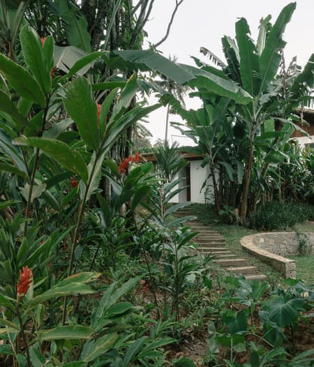 Fig Tree House