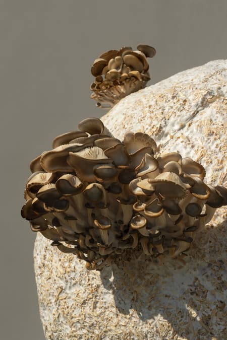 Growing Matter(s) Pavilion 