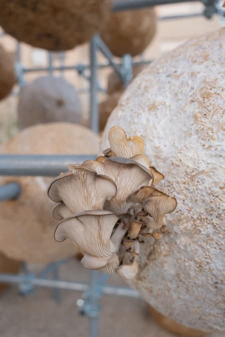 Growing Matter(s) Pavilion 