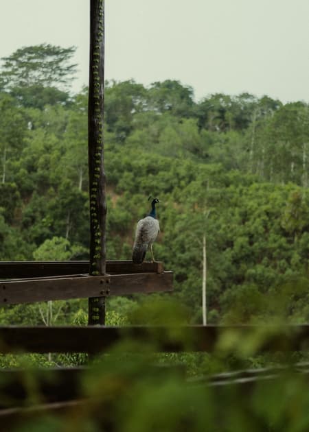 Round House Estate Bungalow at Ahangama